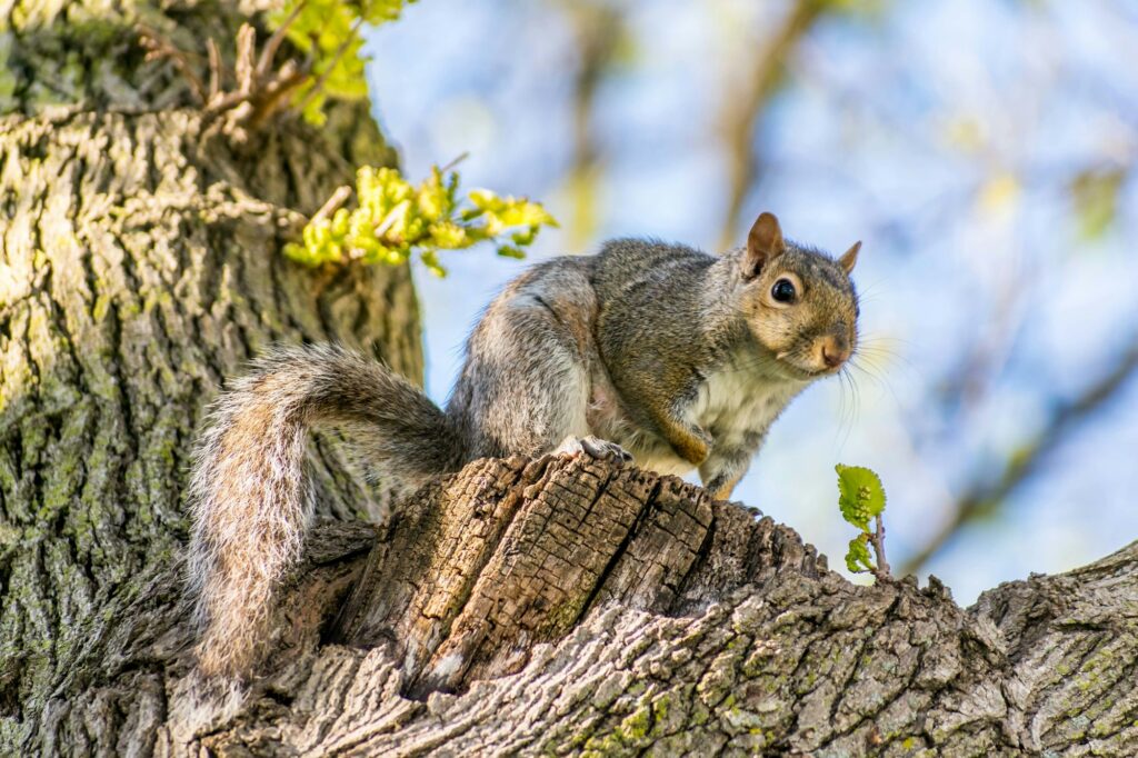 Closeup of squirrel in tree looking down