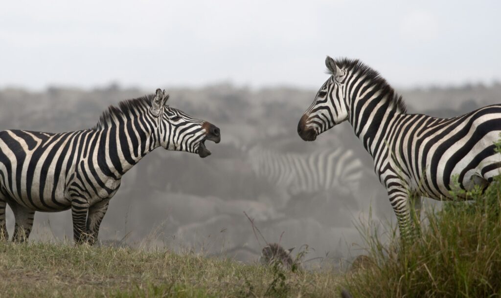 Zebras at the Serengeti National Park, Tanzania, Africa