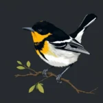 Blackburnian Warbler Symbolism: Discovering the Meaning and Significance