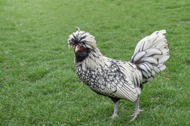 Closeup of a Polish chicken standing on a grass