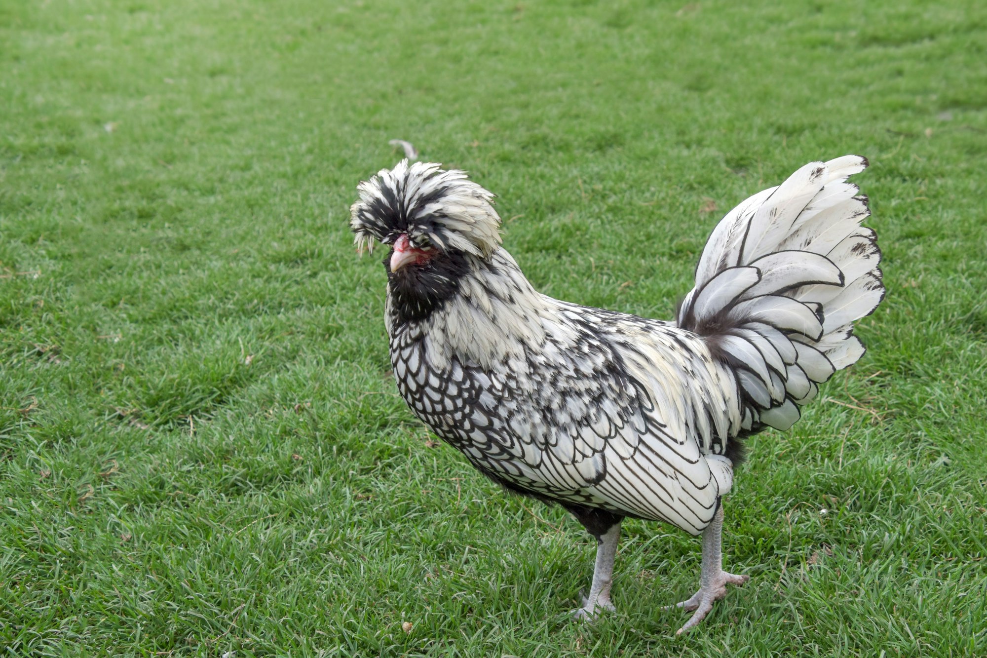 Closeup of a Polish chicken standing on a grass