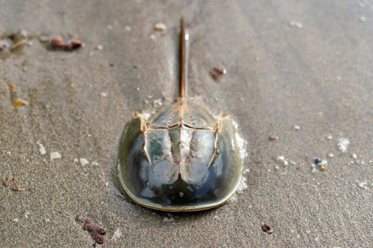 Horseshoe crabs die on sandy beaches