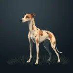 Whippet Symbolism: Exploring the Graceful and Speedy Spirit Animal