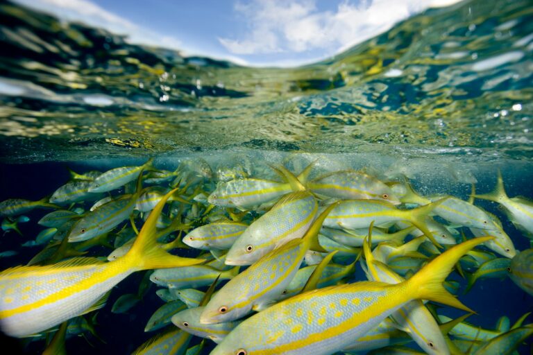 Yellowtail snapper.