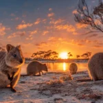 quokka's